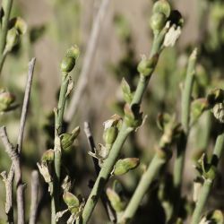 Vella pseudocytisus subsp. glabrata