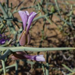 Zilla spinosa subsp. costata