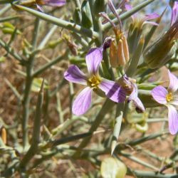 Zilla spinosa subsp. macroptera