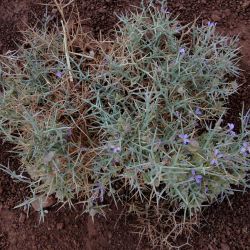 Zilla spinosa subsp. macroptera