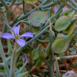 Zilla spinosa subsp. macroptera