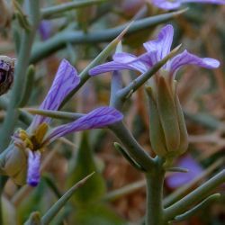 Zilla spinosa subsp. macroptera