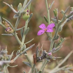 Zilla spinosa subsp. macroptera