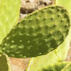 Opuntia ficus indica