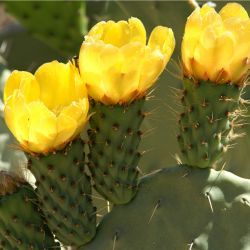 Opuntia ficus indica