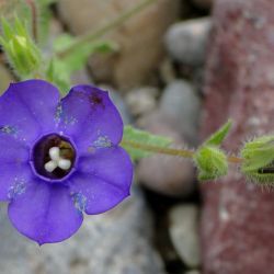 Campanula afra