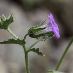 Campanula afra