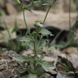 Campanula afra