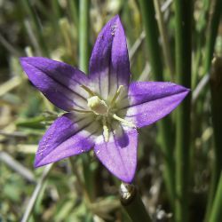 Campanula gr. filicaulis