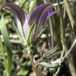 Campanula gr. filicaulis