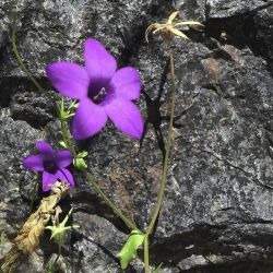 Campanula lusitanica