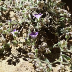 Campanula mollis