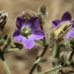 Campanula mollis