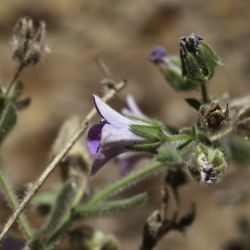 Campanula mollis