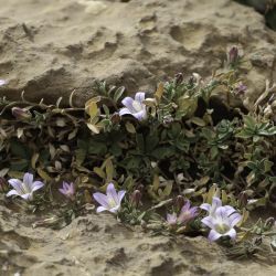 Campanula saxifragoides