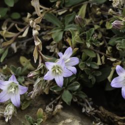 Campanula saxifragoides