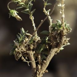 Campanula saxifragoides