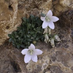 Campanula saxifragoides