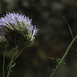 Feeria angustifolia