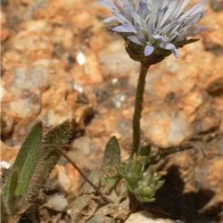 Jasione montana subsp. cornuta