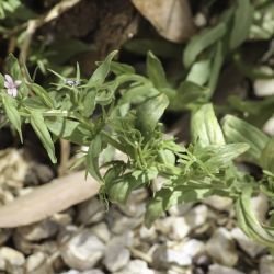 Legousia falcata