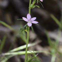 Legousia falcata