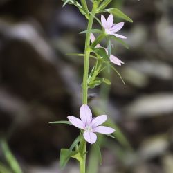 Legousia falcata