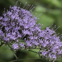 Trachelium caeruleum subsp. caeruleum