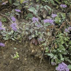 Trachelium caeruleum subsp. caeruleum