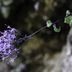 Campanulaceae