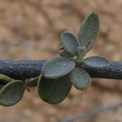 Cadaba farinosa