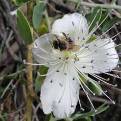 Capparis spinosa