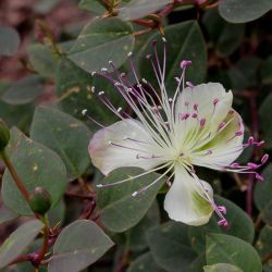 Capparaceae