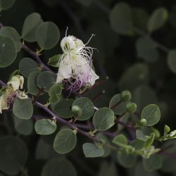 Capparaceae