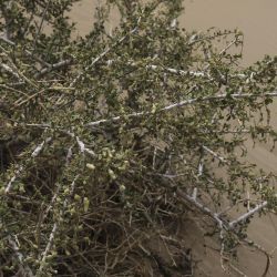 Maerua crassifolia