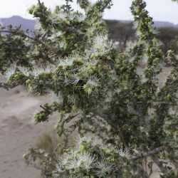 Capparaceae