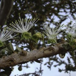 Maerua crassifolia