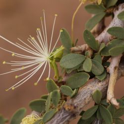Maerua crassifolia