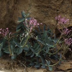 Centranthus battandieri