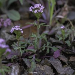 Centranthus calcitrapae