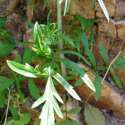 Centranthus calcitrapae