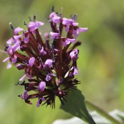 Fedia cornucopiae