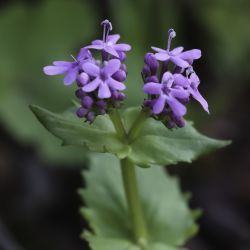 Fedia pallescens