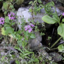 Fedia pallescens