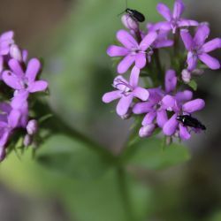 Fedia pallescens