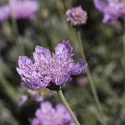 Lomelosia graminifolia