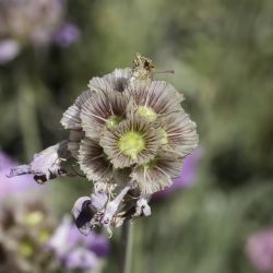 Lomelosia graminifolia