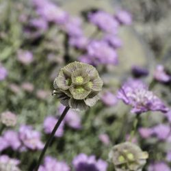 Lomelosia graminifolia