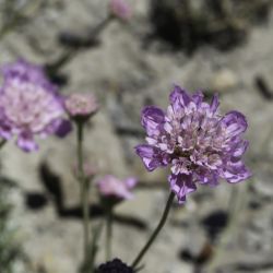 Lomelosia graminifolia