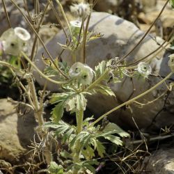 Lomelosia simplex subsp. dentata